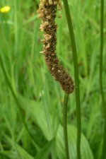 plantain